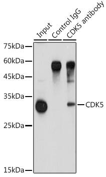 Cdk5 Antibody