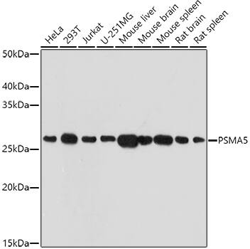 Proteasome 20S alpha 5 Antibody
