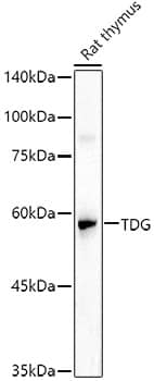 TDG Antibody