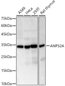 ANP32A Antibody