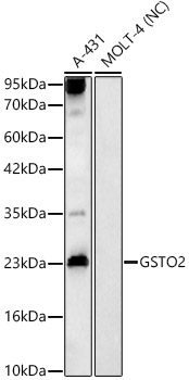 GSTO2 Antibody