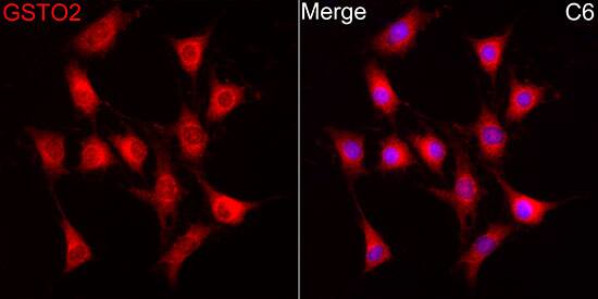 GSTO2 Antibody