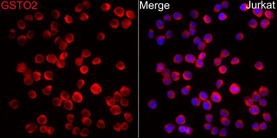 GSTO2 Antibody