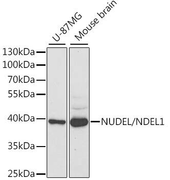 Nudel Antibody