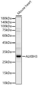 ALKBH3 Antibody