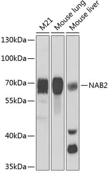 Nab2 Antibody