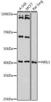 NEIL1 Antibody