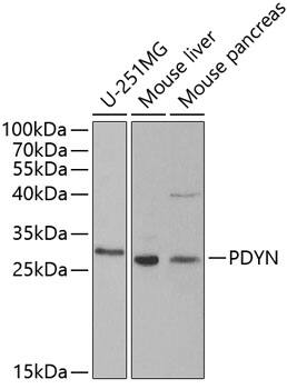 Prodynorphin/PDYN Antibody