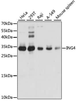 ING4 Antibody