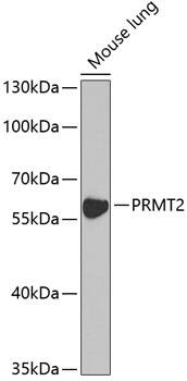 PRMT2 Antibody