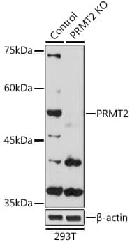 PRMT2 Antibody