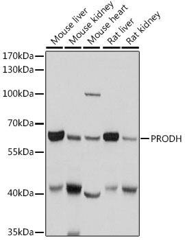 PRODH Antibody