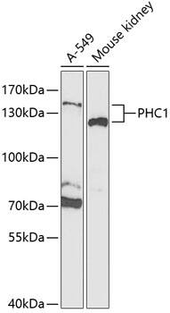 EDR1/PHC1 Antibody