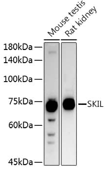 SnoN Antibody