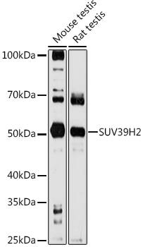 SUV39H2 Antibody