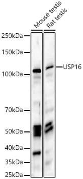 USP16 Antibody