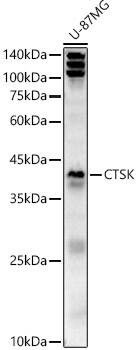 Cathepsin K Antibody