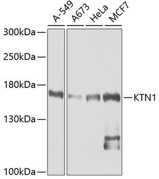 kinectin Antibody