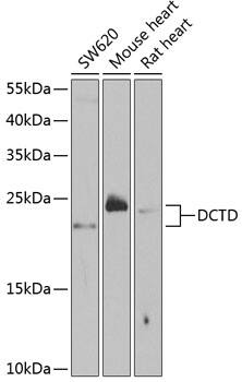 Deoxycytidylate deaminase Antibody