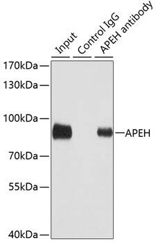 APEH Antibody