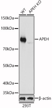 APEH Antibody