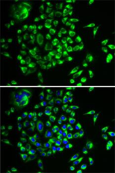 MRPL28 Antibody