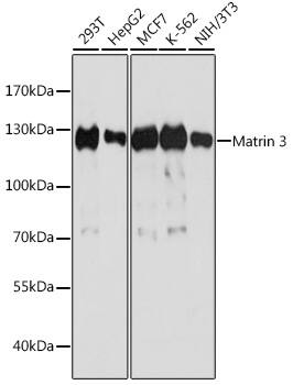 Matrin 3 Antibody