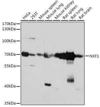 NXF1 Antibody