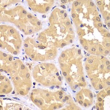 RNF36 Antibody