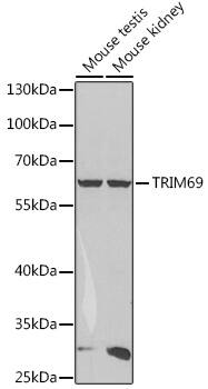 RNF36 Antibody