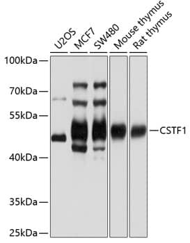 cleavage stimulation factor Antibody