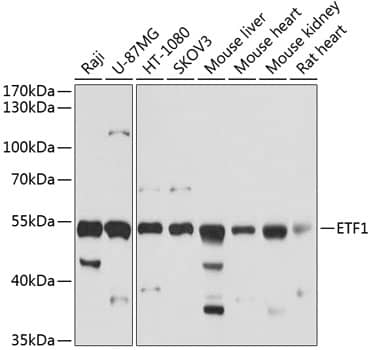 eRF1 Antibody