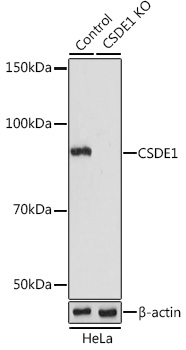 CSDE1 Antibody