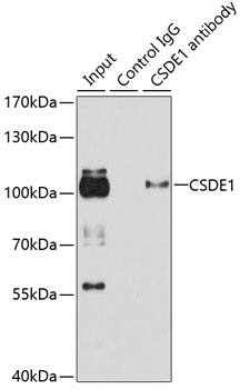 CSDE1 Antibody