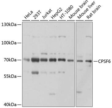 CPSF6 Antibody
