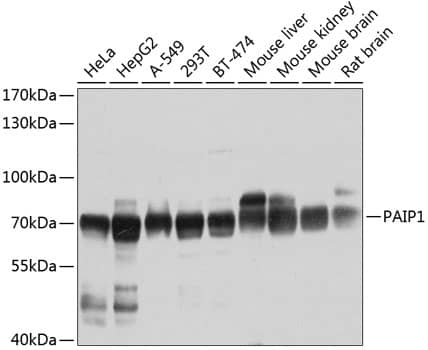 PAIP1 Antibody