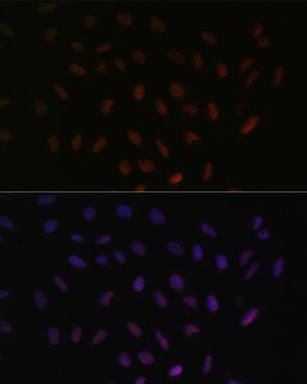 SFRS3 Antibody