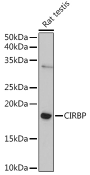 CIRBP Antibody