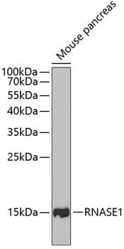 Ribonuclease A Antibody