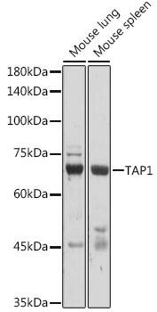 TAP1 Antibody