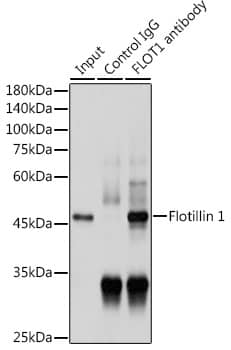 Flotillin-1 Antibody