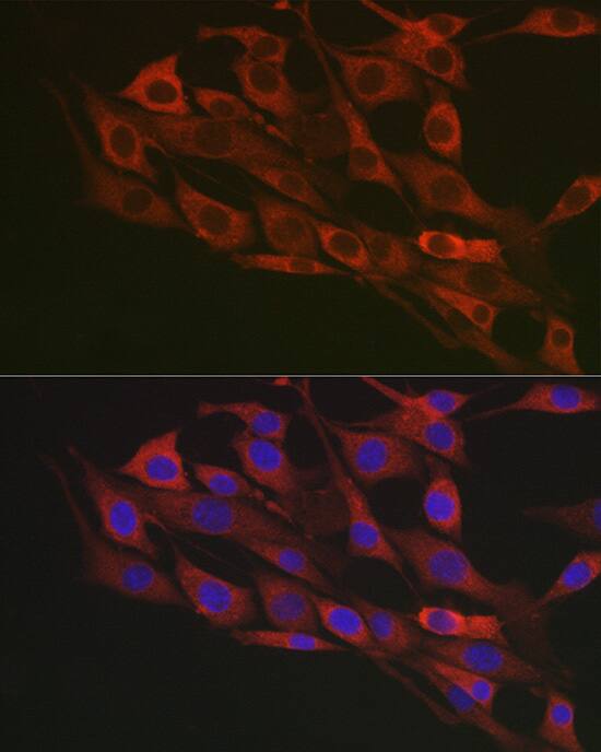 Flotillin-1 Antibody