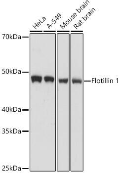 Flotillin-1 Antibody