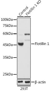 Flotillin-1 Antibody