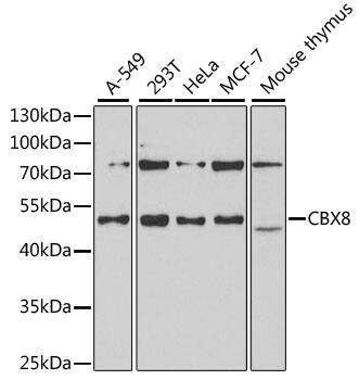 Cbx8 Antibody