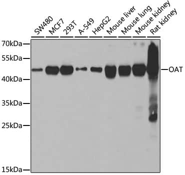 OAT Antibody