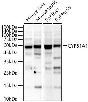 CYP51A1 Antibody