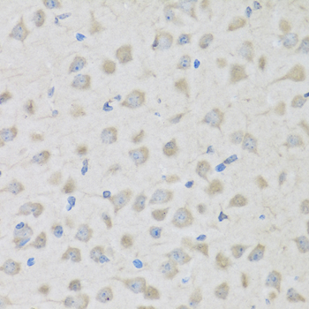 Proenkephalin Antibody