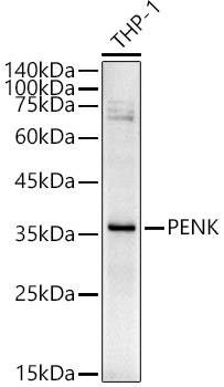 Proenkephalin Antibody