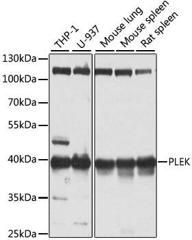 Pleckstrin Antibody